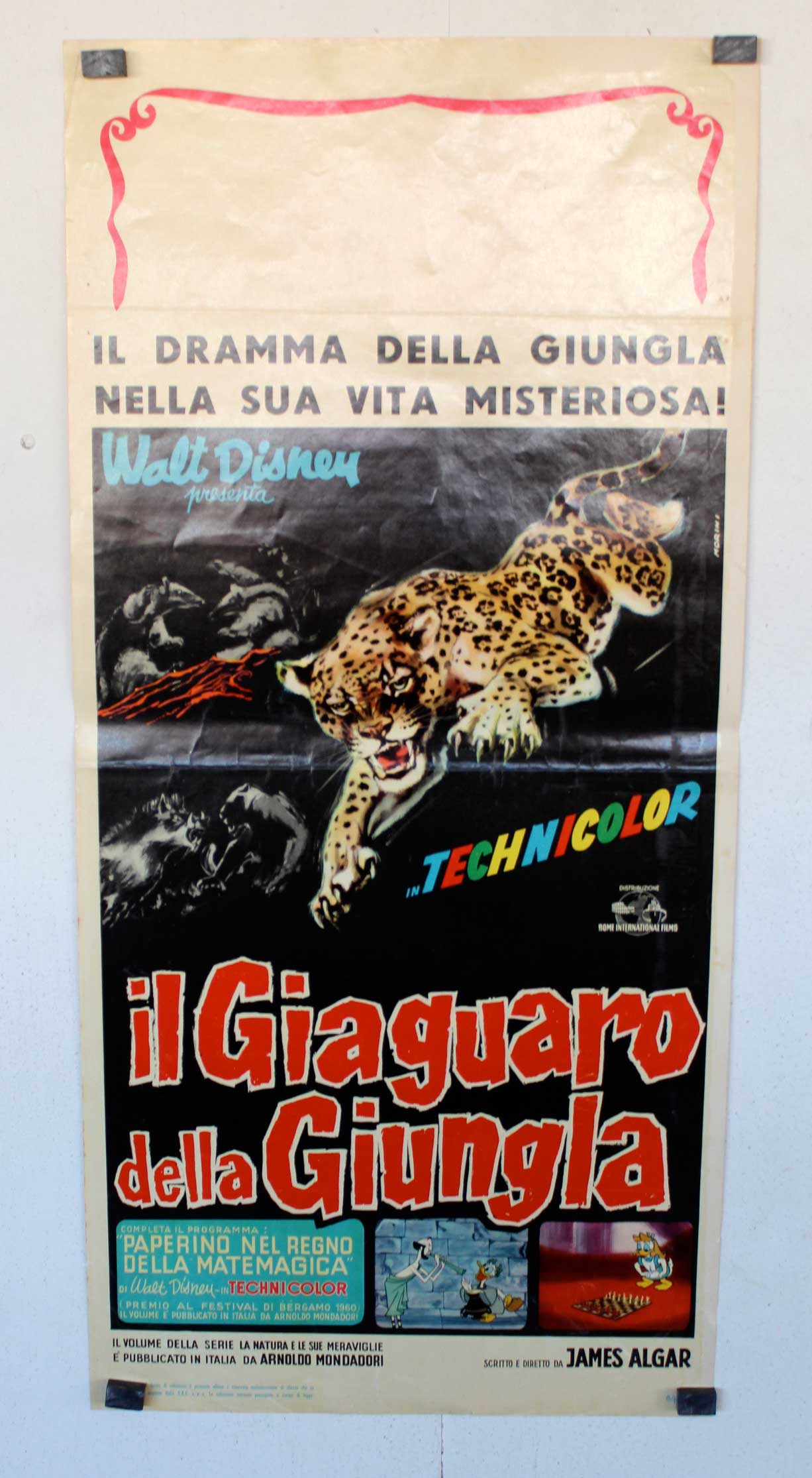 IL GIAGUARO DELLA GIUNGLA