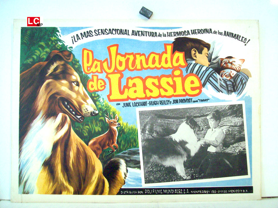 LA JORNADA DE LASSIE